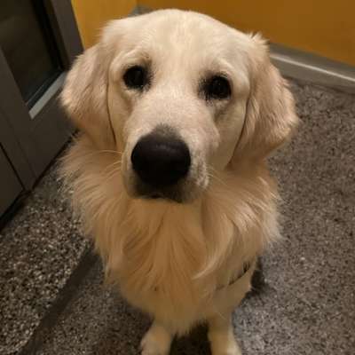 aktuelles Foto Gruppe Golden Retriever