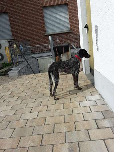 Hunde aus Griechenland-Beitrag-Bild