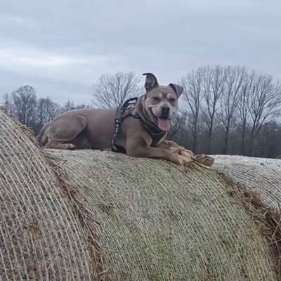 Hundetreffen-Gassitrefffen  nach Absprache (Junghund)-Bild