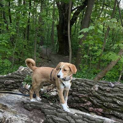 Hundetreffen-Junghundetreffen im Schwarzenbergpark-Bild