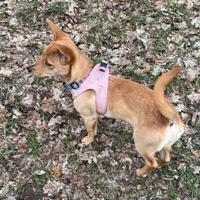 Hundetreffen-Spieltreff mit Stella, 7 Monate-Bild