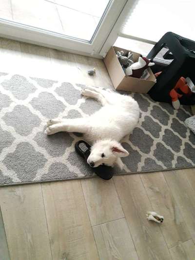 Hundetreffen-Sozialisierung-Bild