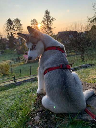 Husky-Beitrag-Bild