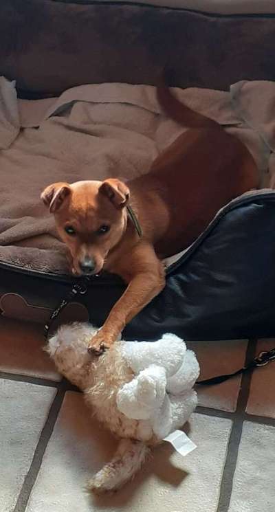 Foto's und Hundemodels-Beitrag-Bild