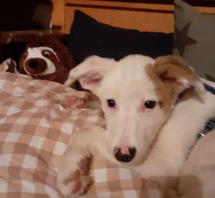 Welpen Bilder !-Beitrag-Bild