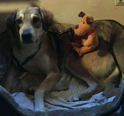 Dein Hund im Dogorama-Kalender 2021-Beitrag-Bild