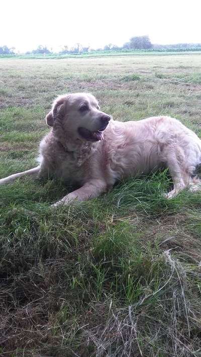 Dein Hund im Dogorama-Kalender 2021-Beitrag-Bild