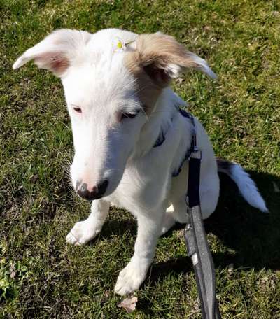 Challenge 23 : "  Euer Hund beim Frühlingserwachen "-Beitrag-Bild