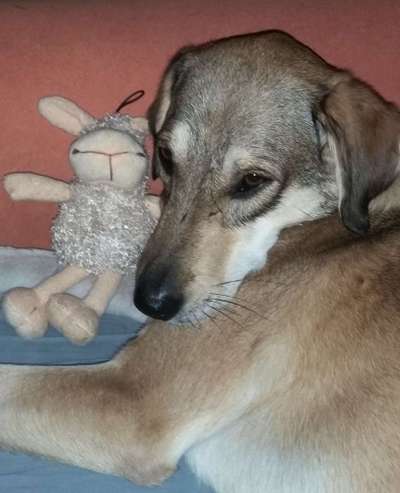 Dein Hund im Dogorama-Kalender 2021-Beitrag-Bild