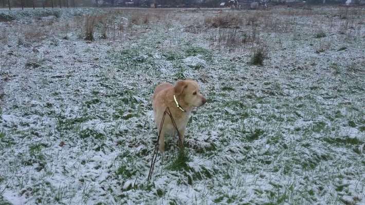 Dein Hund im Dogorama-Kalender 2021-Beitrag-Bild