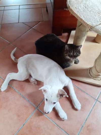 Welpen Bilder !-Beitrag-Bild