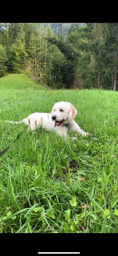 Seltene Rassen!-Beitrag-Bild