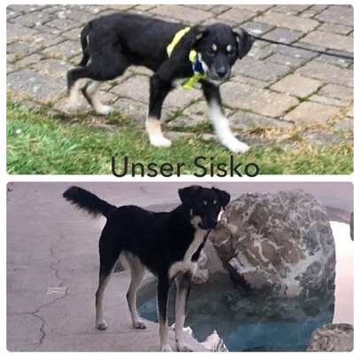 Auslandstierschutz-Beitrag-Bild