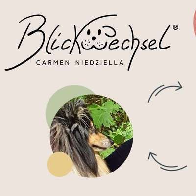 Hundeschulen-Blickwechsel - Carmen Niedziella -Bild