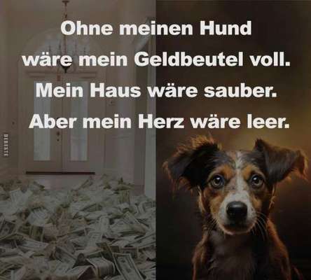 Berührende Hunde Bilder/Videos-Beitrag-Bild
