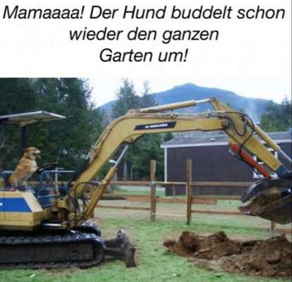 Hunde Memes-Beitrag-Bild