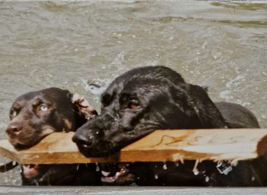 Fotowettbewerb : Hundekommunikation-Beitrag-Bild