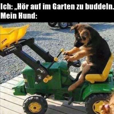 Hunde Memes-Beitrag-Bild