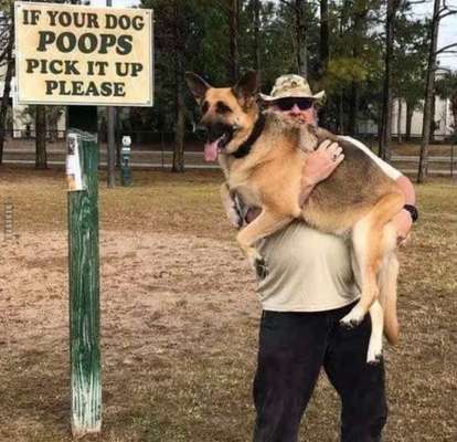 Hunde Memes-Beitrag-Bild