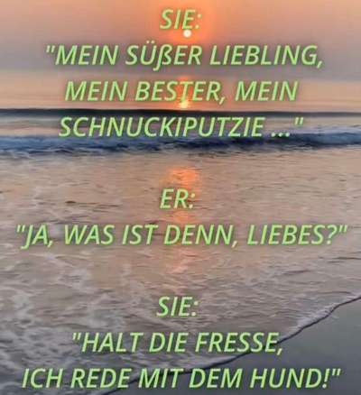 Hunde Memes-Beitrag-Bild