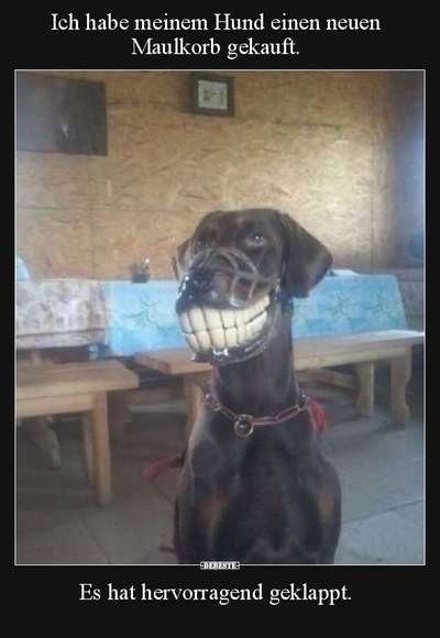 Hunde Memes-Beitrag-Bild