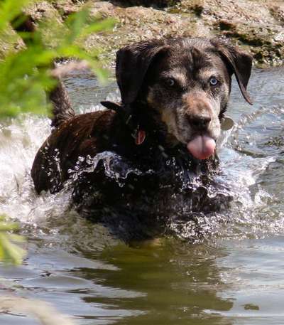 Halsband/Geschirr beim Schwimmen?-Beitrag-Bild