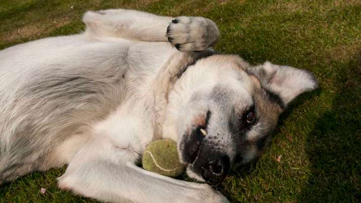 36. Handy Foto Challenge - Sonnenanbeter-Beitrag-Bild