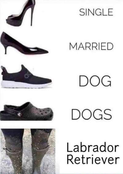 Hunde Memes-Beitrag-Bild