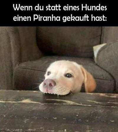 Hunde Memes-Beitrag-Bild