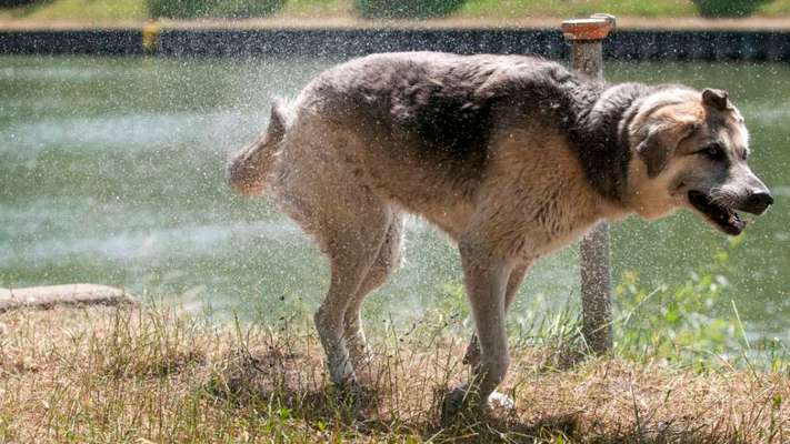 Fotowettbewerb: Wasserratte-Beitrag-Bild