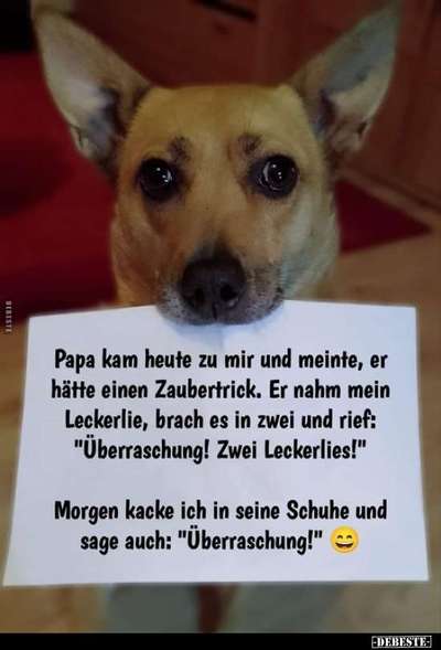 Hunde Memes-Beitrag-Bild