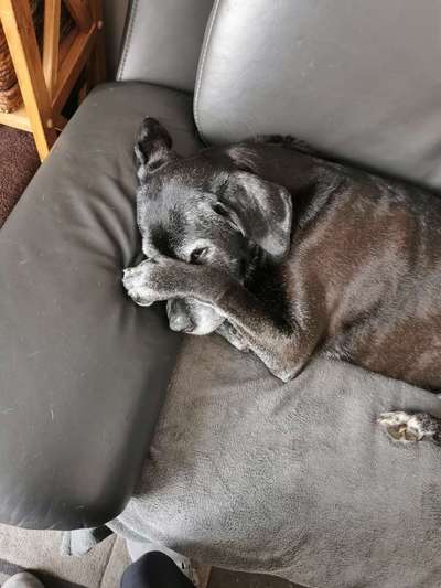 32. Handy Fotochallenge - Dein Hund im Land der Träume-Beitrag-Bild