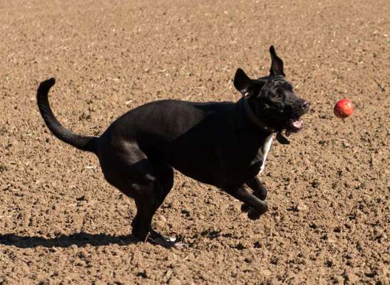 138. Fotochallenge 

(M)Ein Ball und ich-Beitrag-Bild