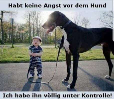Hunde Memes-Beitrag-Bild