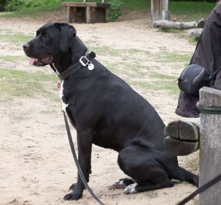 Dogorama Photo Challenge - an der Leine-Beitrag-Bild