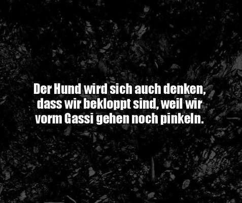 Hunde Memes-Beitrag-Bild