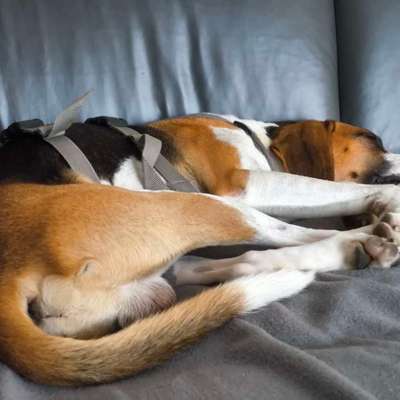Was hat euch heute mit eurem Hund gefreut?-Beitrag-Bild