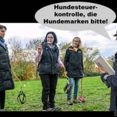 Hunde Memes-Beitrag-Bild