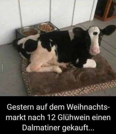 Hunde Memes-Beitrag-Bild