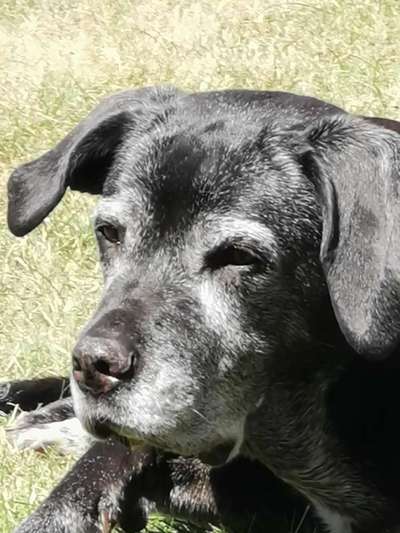 Schlappohren Suche <3-Beitrag-Bild