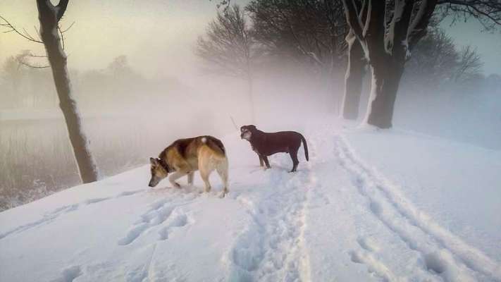 Fake News in der Hundewelt-Beitrag-Bild