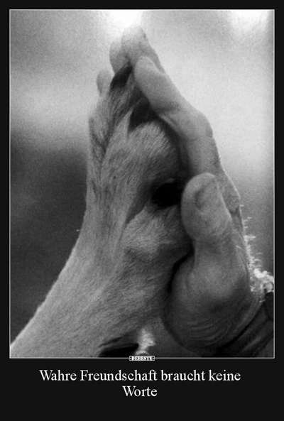 Berührende Hunde Bilder/Videos-Beitrag-Bild