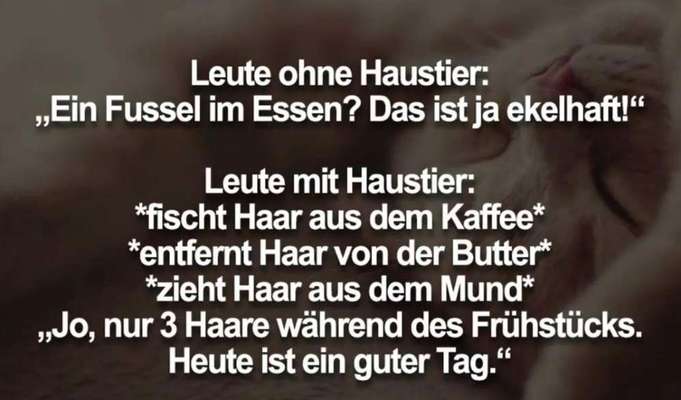 Tipps, Tricks, Klatsch und Tratsch über den Labrador-Beitrag-Bild