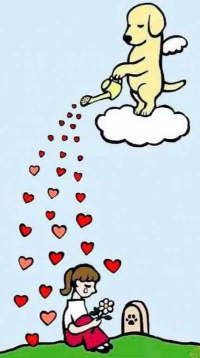 Berührende Hunde Bilder/Videos-Beitrag-Bild