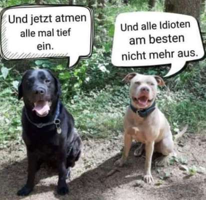 Hunde Memes-Beitrag-Bild