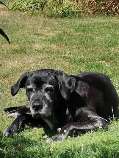 36. Handy Foto Challenge - Sonnenanbeter-Beitrag-Bild