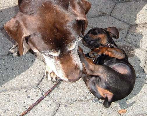 63. Handyfotochallenge   * Nase dran ! *-Beitrag-Bild