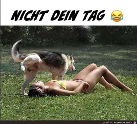 Hunde Memes-Beitrag-Bild