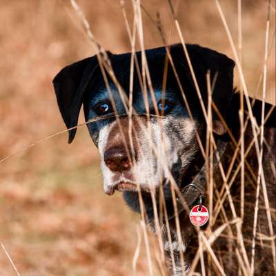 Dogorama Photo Challenge - Portrait-Beitrag-Bild