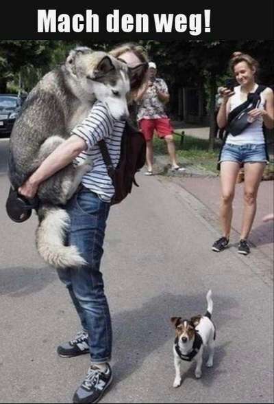 Hunde Memes-Beitrag-Bild